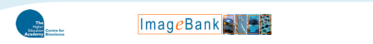  Imagebank banner