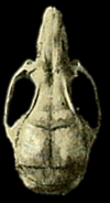 Skull of Transandinomys bolivaris